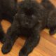 Tibetan mastiff chow chows