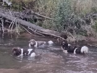 AKC Landseer Newfoundland Puppies