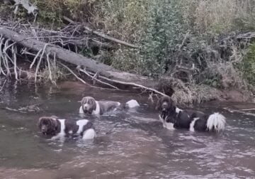 AKC Landseer Newfoundland Puppies