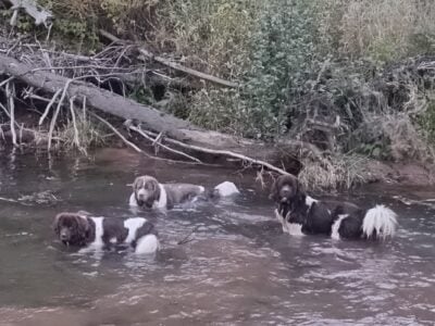 AKC Landseer Newfoundland Puppies
