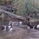 AKC Landseer Newfoundland Puppies