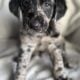 Double doodle babies, service dog prospects