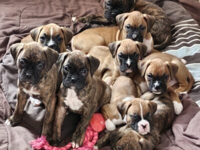Boxer Puppies