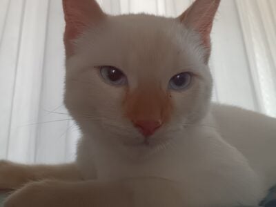 Cosmo the blue eyed cat