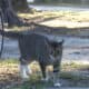 Elisha: Cat for Adoption