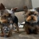 CKC Teacup Yorkie puppies