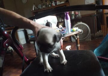 lil male pug