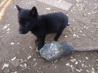 Akc black german ShepherdS