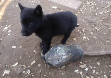 Akc black german ShepherdS