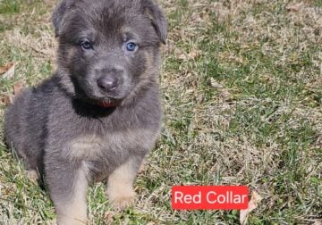 FEMALE BLUE GERMAN SHEPHERD
