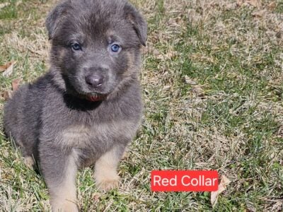FEMALE BLUE GERMAN SHEPHERD