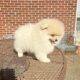 CKC Pomeranian: Danny Boy male