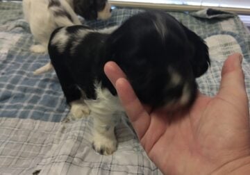 Cocker Spaniel puppy