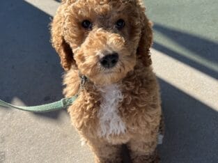 Golden doodle puppy needs a new home!