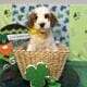 Mini Tri-Color Parti Poodle Puppies 15-20 lbs