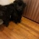 Tibetan mastiff chow chows