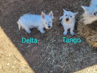 WESTIE! 1 male left