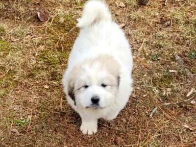Great Pyrenees