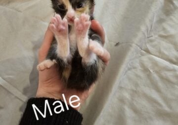 Kittens