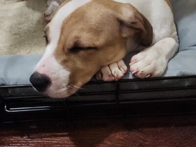 2 year old mix breed sweet heart