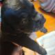 Pitbull/Mini Dashound puppies