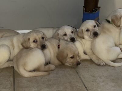 AKC Champion bloodline yellow Lab puppies