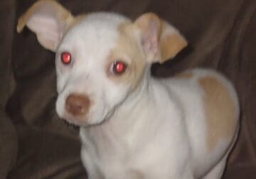 Chihuahua Pomeranian