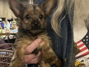 yorkie babies