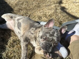 Blue Merle frenchie