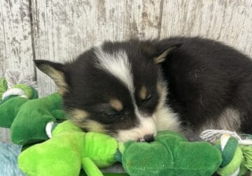 Precious female Corgi 2