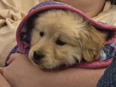 4 month Golden Female