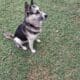 Sweet 3-Year Old Husky-German Shepherd Mix Rescue