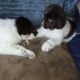 AKC Landseer Newfoundland Puppies