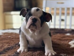 English bulldog puppies