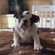 English bulldog puppies