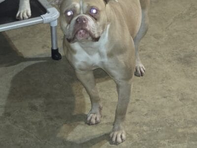 American bulldog female