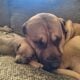 Pitbull English Mastiff Puppies Ready