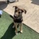 Cute puppy for adoption