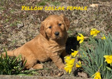 Golden Retriever – Yellow Collar Female