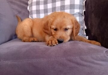 AKC Cooper