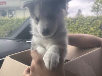 German Shepherd Husky puppy (5 weeks)