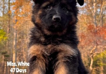 German Shepherd Long Coat