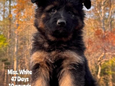 German Shepherd Long Coat