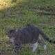 Elisha: Cat for Adoption