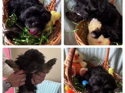 Adorable Yorkiepoo puppies 8 weeks old