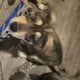 German Shepherd Pitsky Mix