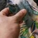 2 Beautiful Color Mutation Indian Ringneck Babies