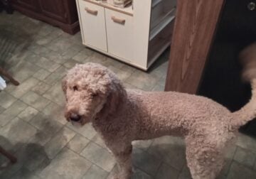 Standard goldendoodle