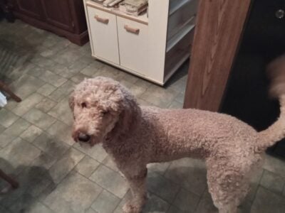 Standard goldendoodle