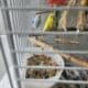 Fun loving parakeets